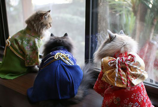 кошки в кимоно (8).jpg