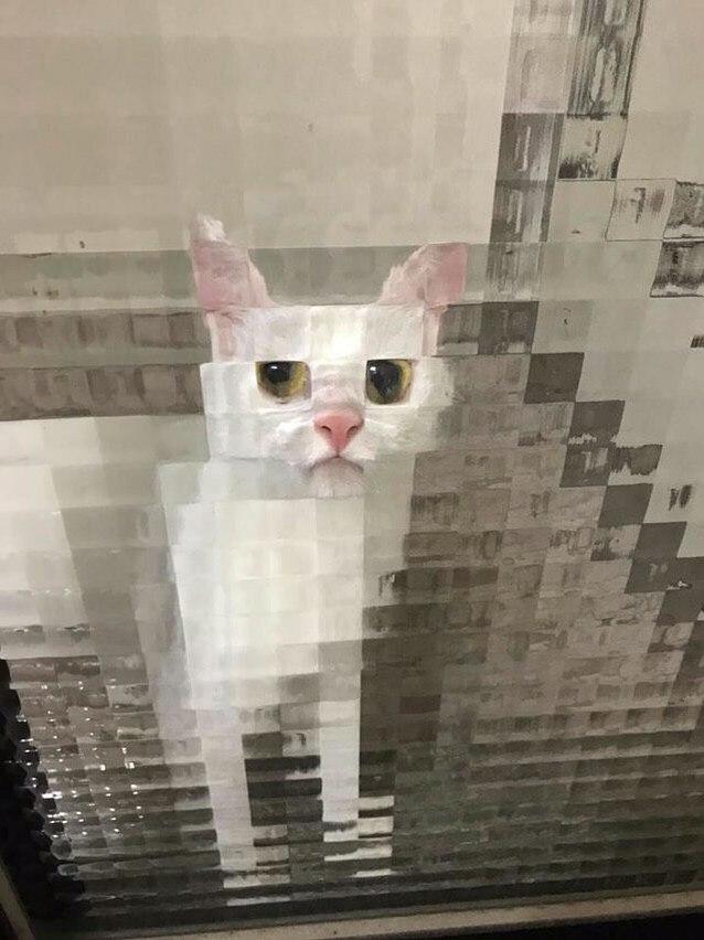 Смешной кот за стеклом