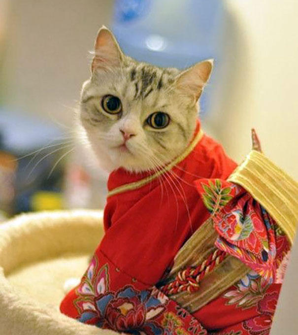 кошки в кимоно (3).jpg