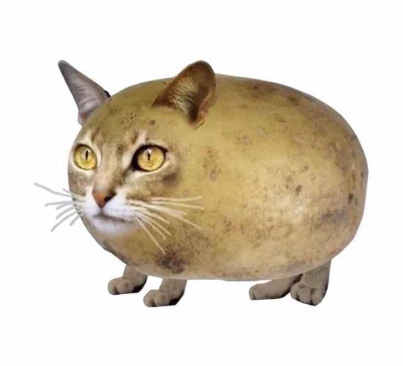 Картофельный кот