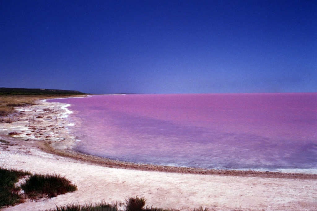 розовое озеро сенегала (1).jpeg