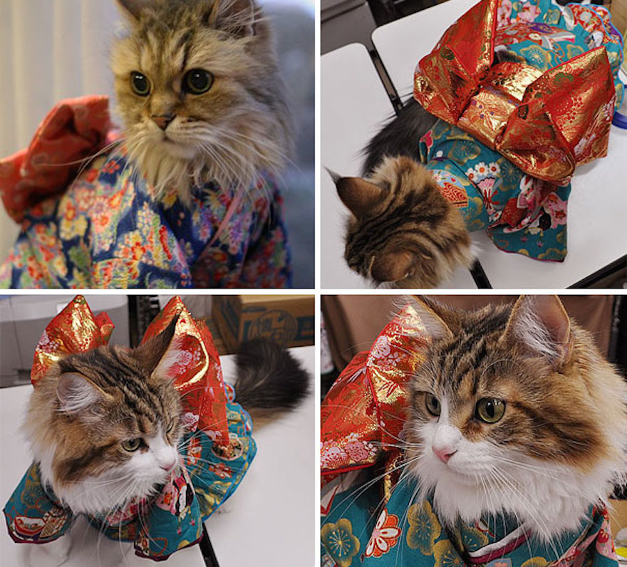 кошки в кимоно (1).jpg