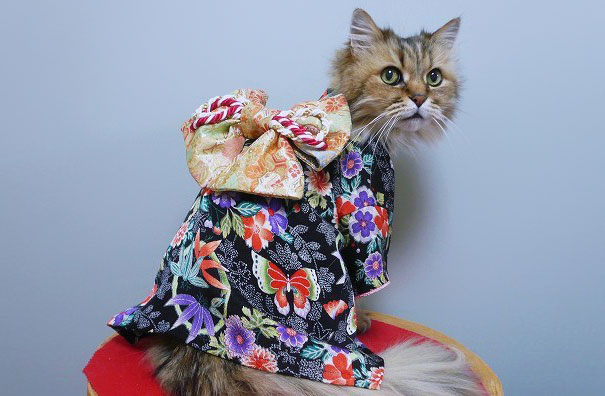 кошки в кимоно (6).jpg