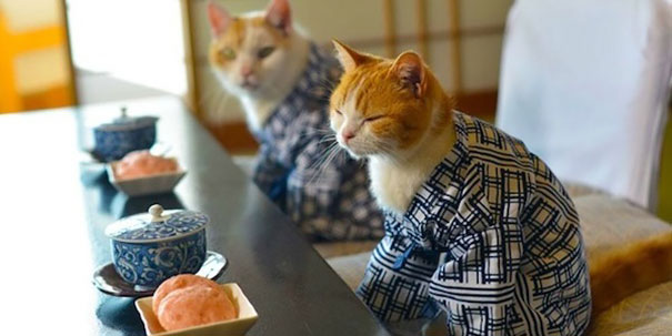 кошки в кимоно (2).jpg