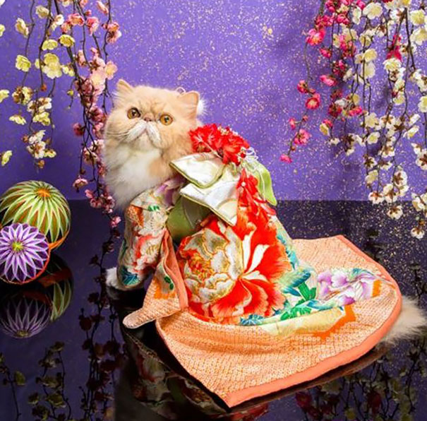 кошки в кимоно (5).jpg
