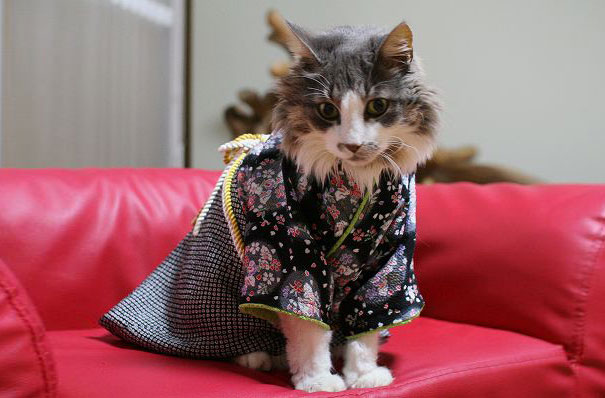 кошки в кимоно (12).jpg