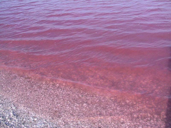 розовое озеро сенегала (5).jpg