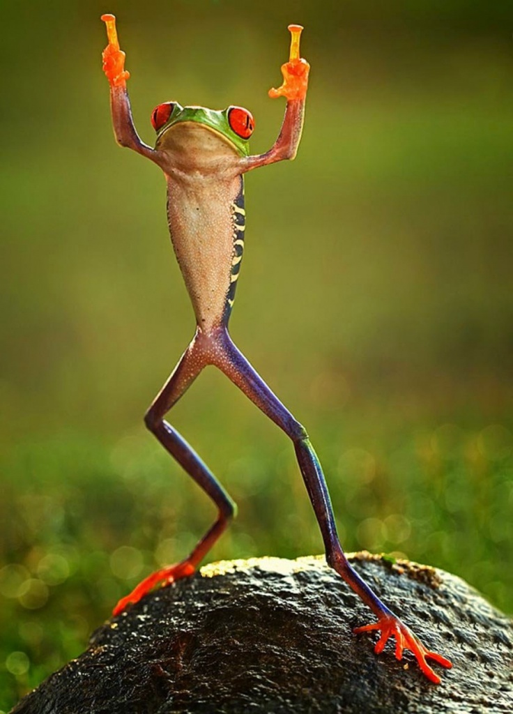 11523210-R3L8T8D-1000-0ashikhei-goh-of-indonesia-frog-flipping-the-double-bird-not-photoshopped-771676.jpg